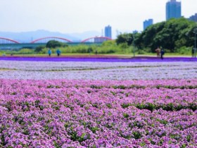 紫色花海浪漫盛開！古亭河濱公園漸層花毯成城市打卡新秘境！