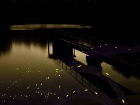 2021 桃園後慈湖賞螢、蝙蝠洞夜間生態觀察免費報名！一訪清幽浪漫湖景 漫步森地