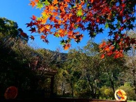 賞楓新森活!奧萬大、滿月圓門票半價!合歡山免費觀星導覽同步登場!
