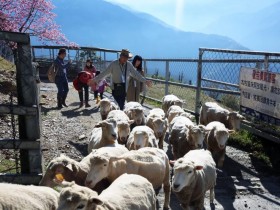 清境農場 60 週年周邊店家 8 折優惠！搭旅遊套票再享住宿 6 折！