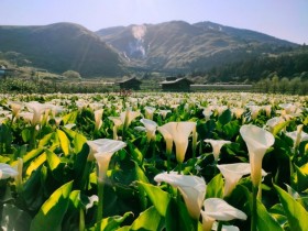 【2021陽明山竹子湖海芋.繡球花季】免費導覽、拍立得、音樂會活動登場!海芋園推薦、溪畔步道、交通管制攻略一次看!