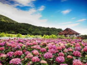 「2021陽明山繡球花季」水藍、洋紫色繡球花登場!竹子湖特色賞花景點準備開園!