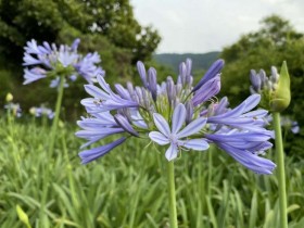 內雙溪自然中心「愛情花季」免費入園!一賞浪漫西班牙薰衣草、粉色繡球花 每週兩日DIY香包製作體驗!