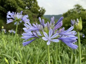 內雙溪自然中心「愛情花季」免費入園！一賞浪漫西班牙薰衣草、粉色繡球花 每週兩日DIY香包製作體驗！