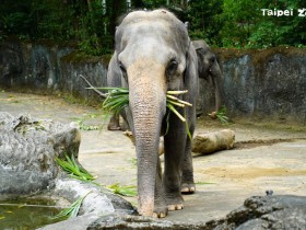 【迎降級!10大微解封景點、樂園門票優惠懶人包】動物園/貓纜/兒童新樂園/頑皮世界/義大世界/六福村/劍湖山/九族/海洋公園/海生館一次看!