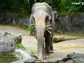 【迎降級！10大微解封景點、樂園門票優惠懶人包】動物園/貓纜/兒童新樂園/頑皮世界/義大世界/六福村/劍湖山/九族/海洋公園/海生館一次看！