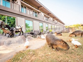 與動物當鄰居!關西六福莊限時第3~4人免費入住、9月升等樓中樓,暑假遊玩即享住房專案價!