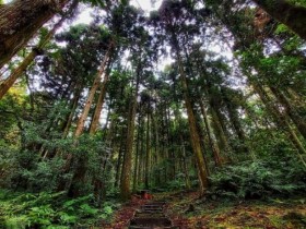 國家森林遊樂區五倍券優惠!大雪山森林遊樂區電子門票買一送一、太平山莊住宿優惠價!
