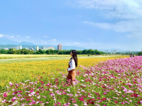 2021關渡秘境花海11月免費入園賞花!時間/免費接駁車交通資訊一起看