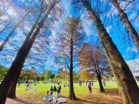 【2021-2022落羽松景點】全台16處唯美秘境!賞景時機、入園資訊,台北大湖公園/宜蘭羅東/桃園八德/台中泰安/台南六甲落羽松森林不錯過