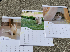 2022流浪動物月曆免費領！捐贈發票即可兌換，新竹稅務局限定！