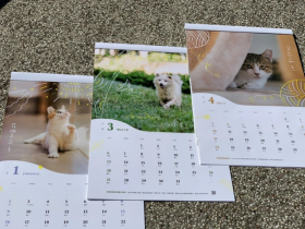 2022流浪動物月曆免費領!捐贈發票即可兌換,新竹稅務局限定!
