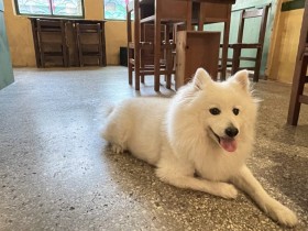 萌寵陪你吃飯!精選 4 間「台北狗狗貓咪餐廳」帶你看!