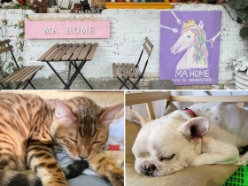 台北狗狗貓咪餐廳【MA HOME】不限時！親人貓狗陪你度過療癒午後，來畫畫再做公益