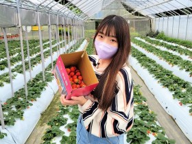 【2022內湖草莓季】採草莓園區推薦！時間/行程DIY/預約資訊一次看！
