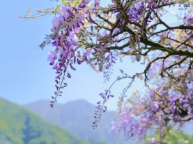 【2022紫藤花季】瑞里花況/28處景點活動/賞花地圖,交通再享商家優惠!