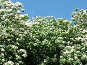 【2022客家油桐花季】全台45處賞桐景點/即時花況/免費遊程時間一次看