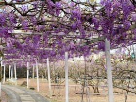 【2022淡水紫藤花】已盛開！紫藤咖啡園最佳賞花時間/花況及交通一起看！