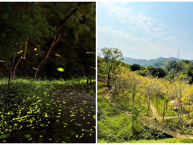 【東勢林場螢火蟲季】2022賞螢時間/住宿/門票優惠/導覽活動懶人包