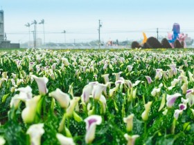 【2022年桃園彩色海芋季】免門票!精彩活動/展區地圖/交通停車及免費接駁車一次看
