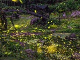 【2022嘉義螢火蟲季】阿里山22處賞螢景點!遊程及活動時間一起看,民宿、部落皆可觀賞