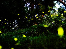 【2022台中螢火蟲季】大坑、東勢林場免費導覽!台中賞螢5景點,露營活動及優惠一次看