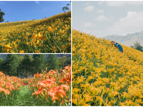 【2022金針花季】虎山巖/苗栗/日月潭賞花去!花況時間看這裡!