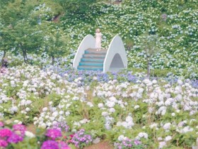 【2022高家繡球花田】唯美綻放!萬里花季時間/門票優惠/停車資訊一起看!