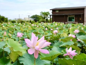 【2022白河蓮花季】花況及活動時間/一日遊景點/地圖及停車資訊一起看！