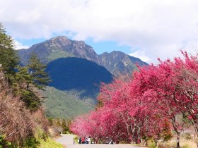 【2023武陵農場櫻花季】最新花況.訂房技巧.住宿優惠.接駁車及交通資訊一起看
