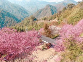【2023司馬庫斯】櫻花季時間.住宿價格.交通資訊及通行證申請一次看 !