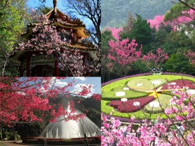 【2023陽明山花季】最佳賞花時間/專車時刻表/交通管制/免費停車場資訊