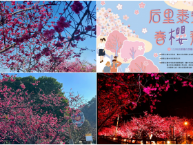 【2023后里泰安櫻花季】時間/花況/花期/停車場/活動整理,台中景點推薦!