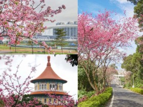 【2023新北櫻花季】賞櫻景點/花季時間/櫻花地圖/花況一次看!