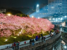 【2023內湖樂活夜櫻季】賞櫻時間/櫻花花況/優惠活動/樂活公園停車場一次看!