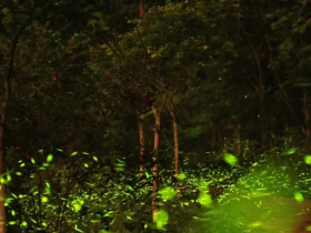 【2023東勢林場螢火蟲】最佳賞螢時間/現況/住宿/門票優惠一次看