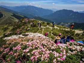 【2023合歡山杜鵑花季】開花時間/花況/步道推薦/交通管制一次看!