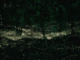 【2023台北螢火蟲季】時間地點/免費導覽活動/賞螢景點一次看!