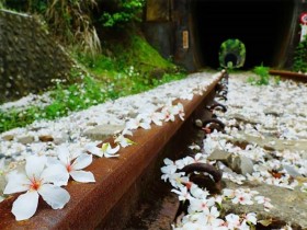 【2023客家油桐花季】全台73處賞桐景點/最新花況/花季活動一次看!