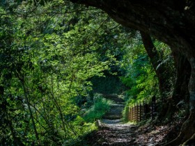 【藤枝森林遊樂區】免預約!門票/園區地圖/接駁車及停車資訊一次看!