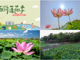 【2023白河蓮花季】時間/花況/賞蓮景點/一日遊活動/交通一次看!