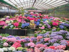 【2023桃園繡球花季】時間地點/台七桃花源活動/商圈優惠/交通停車一次看!