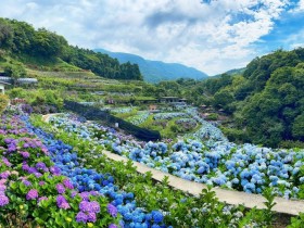 【2023陽明山竹子湖繡球花】花季時間/活動行程/花況/停車優惠一次看!