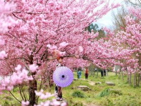 【2024武陵農場櫻花季攻略】訂房/最新花況/賞櫻客運/交通整理