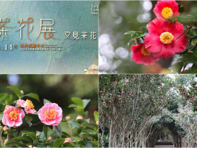 【2024台北茶花展】時間/品種/花況/交通整理,花卉試驗中心登場!