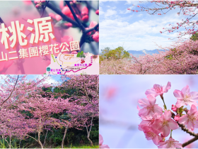 【2024高雄櫻花季】寶山二集團櫻花公園花況/桃源賞櫻景點/接駁車整理