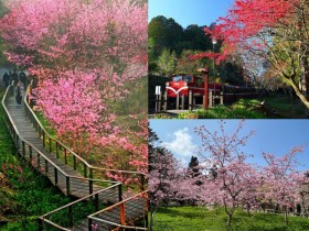 【2024阿里山櫻花季】時間/賞櫻景點/路線/花況/門票交通優惠/管制整理