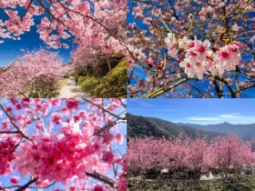 【2024桃園櫻花季】景點/開花時間/花況/北橫賞櫻地圖,拉拉山/恩愛農場賞花!