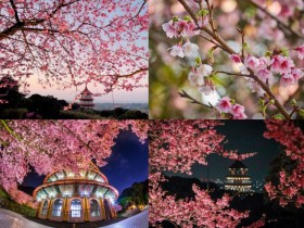 【2024淡水天元宮櫻花季】時間/花況/賞櫻地圖/景點活動/交通整理