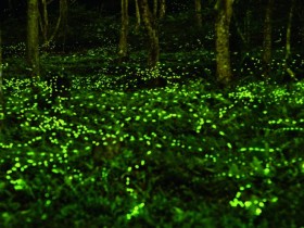 【2024東勢林場螢火蟲季】賞螢時間/導覽活動/住宿門票優惠/交通一次看!